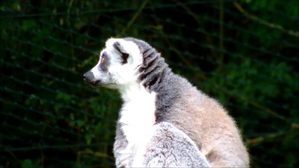 ring tailed lemur in a zoo