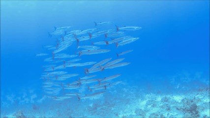School of barracuda