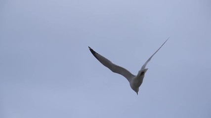 seagull flying in super slow