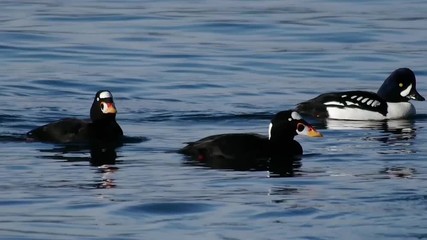 Sea birds in alaska diving together