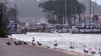 Seagulls and pigeons at a dock