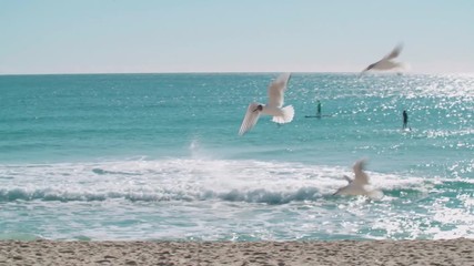 Seagulls flying low above a sandy beach