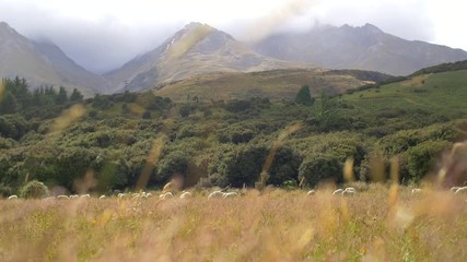 sheep grazing in a meadow in a valley