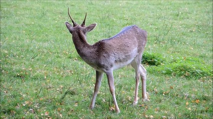 Shot of an immature Fallow Deer Stag