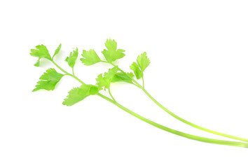 Chinese Celery isolated on white background