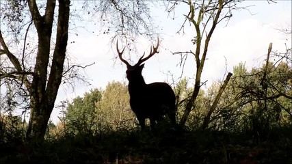 Silhouette of a sika deer buck in a forest
