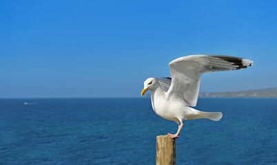 Fototapeta na wymiar European herring gull perch on the log