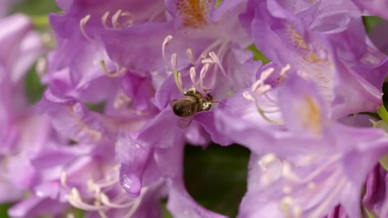 Slow motion clip of a bee collecting nectar atop a garden flower