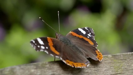 Slow motion clip of a settled orange and brown butterfly that then flies offscreen