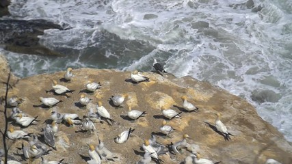 shot of Gannet birds on the edge of a rock