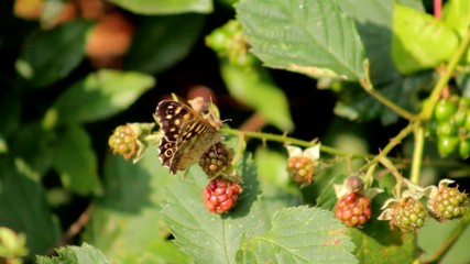 small butterfly settled on a blackberry plan