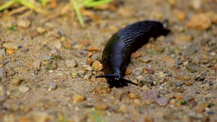 slug slowly crawling in the sand