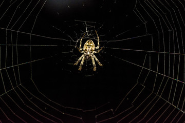 Closeup of spider garden sits on the web. Selective focus and crop fragment.