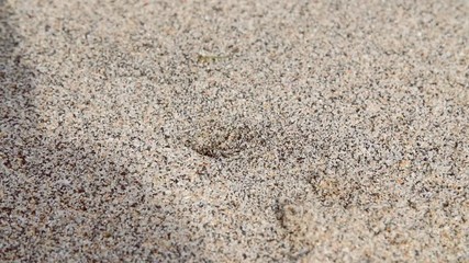 small crab running into a hole on a beach