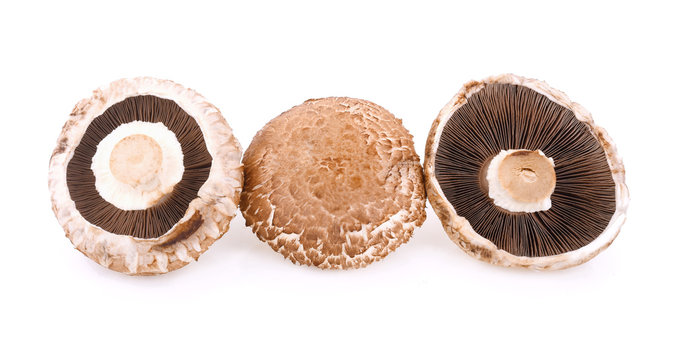 Portabello Mushroom isolated on white background
