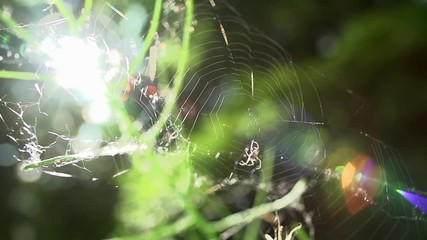A spider goes after a mosquito who as just flown into its web in super slow motion