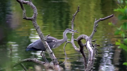 Static shot of a heron