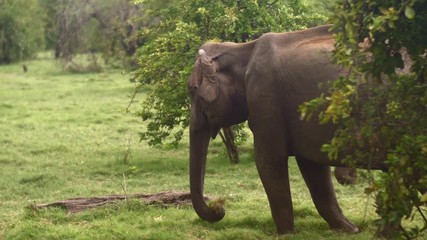 Sri Lankan Elephant eating Grass