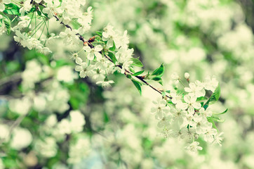 Blossom tree, spring nature background. Sunny day. Easter and blooming concept. Spring flowers with sun rays, copy space.