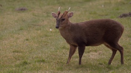 Static shot of a Muntjac deer grazing