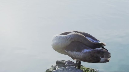 swan sitting on a rock in bright sunlight