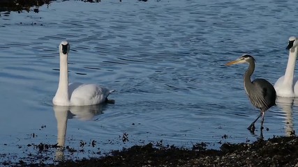 Swans cruising down a lake past a herron