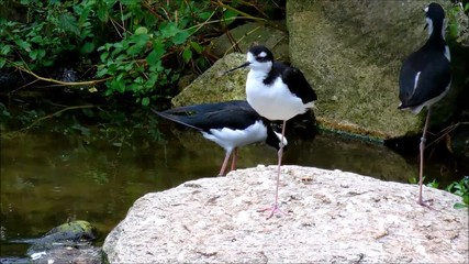 Three black necked stilts cleaning themselves near the water