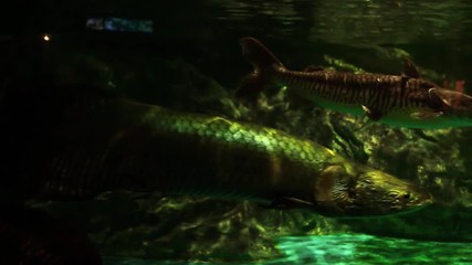 Some pretty scary looking fish swimming around