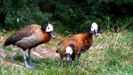 Three exited White-faces whistling ducks in grass