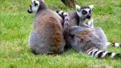 Three ring tailed Lemurs sitting in the grass