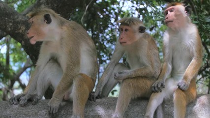 three wild monkeys sat on a wall