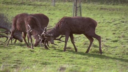 Two stags engaging in a rut