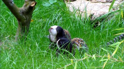Two white headed marmosets jumping around in high grass