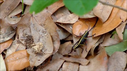 very colorful grasshopper walks through leaves