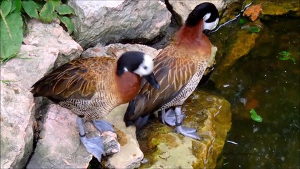 Two White-faced whistling ducks cleaning themselves on rocks