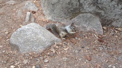 Video of a squirrel