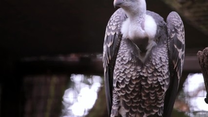 vulture moving perch