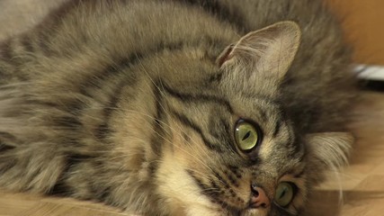 Very lazy cat looking around