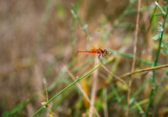 Dragonfly in field of green grass