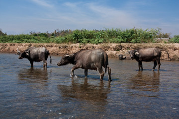 Naklejka na ściany i meble Big and forceful Water buffalos are walking in the river somewhere in Thailand