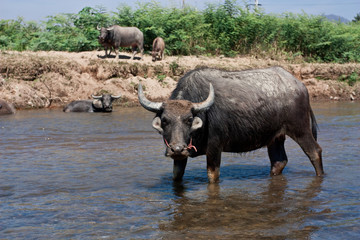 Obraz premium Portrait of Big and Powerful Water buffalo is standing in the river and looking straight to the camera in Asia