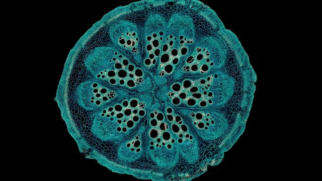 Bryonia, stem with sieve plates - microscopic cross section cut of a plant stem - dark field