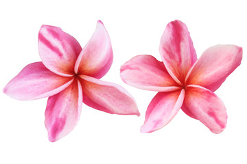 Plumeria isolated on white backdrop.