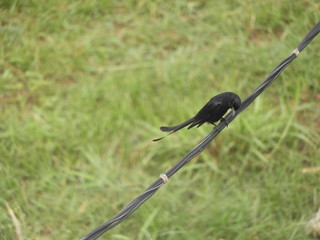 Indian male koel