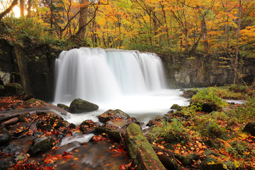 Fototapeta na wymiar Beautiful waterfall in the autumn forest of Towada Hachimantai National Park, Aomori Japan ~ Scenery of Oirase River in the mysterious fall forest