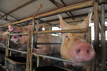 The farm pigs