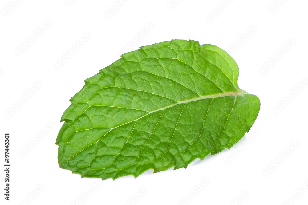 Wall mural single fresh mint leaf isolated on white background