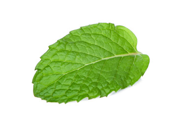 single fresh mint leaf isolated on white background