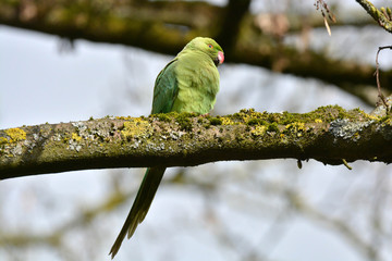 perruche