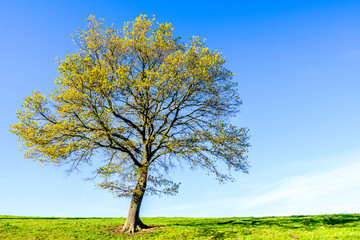 Fototapeta premium tree